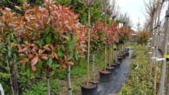 Glansmispel Op Stam (Photinia Fraseri 'Red Robin') 24 Glansmispel Op Stam (Photinia Fraseri 'Red Robin') -Klim Rose Winkel photinia