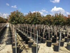 Glansmispel Op Stam (Photinia Fraseri 'Red Robin') 34 Glansmispel Op Stam (Photinia Fraseri 'Red Robin') -Klim Rose Winkel photinia 120 140cm stam