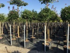 Glansmispel Op Stam (Photinia Fraseri 'Red Robin') 33 Glansmispel Op Stam (Photinia Fraseri 'Red Robin') -Klim Rose Winkel photinia 120 140cm stam 2