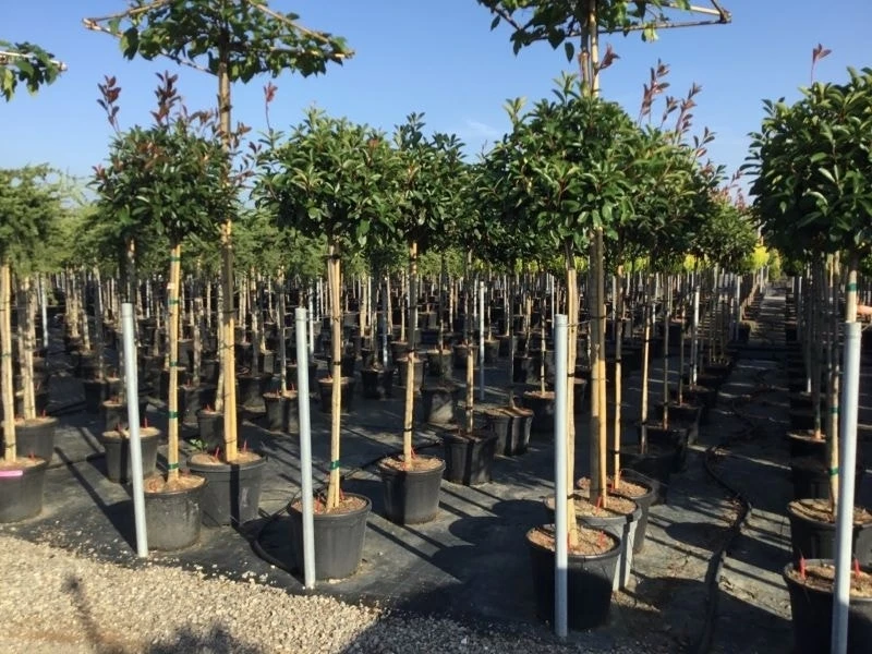 Glansmispel Op Stam (Photinia Fraseri 'Red Robin') 14 Glansmispel Op Stam (Photinia Fraseri 'Red Robin') - Afbeelding 12