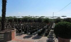 Glansmispel Op Stam (Photinia Fraseri 'Little Red Robin') 8 Glansmispel Op Stam (Photinia Fraseri 'Little Red Robin') -Klim Rose Winkel photinia fraseri little red robin halfstam