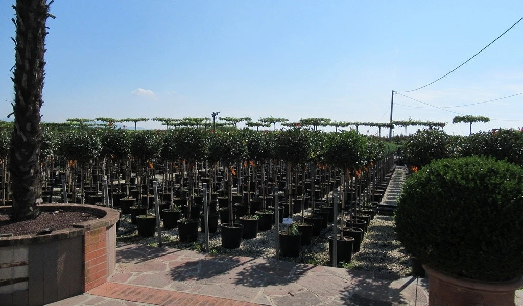 Glansmispel Op Stam (Photinia Fraseri 'Little Red Robin') 5 Glansmispel Op Stam (Photinia Fraseri 'Little Red Robin') - Afbeelding 4