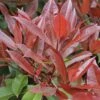 Glansmispel Als Boom (Photinia Fraseri 'Red Robin') -Klim Rose Winkel photinia fraseri red robin01 2