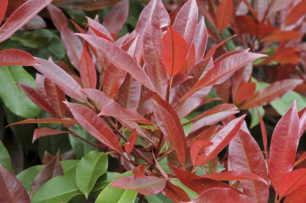 Glansmispel Als Boom (Photinia Fraseri 'Red Robin') 3 Glansmispel Als Boom (Photinia Fraseri 'Red Robin')