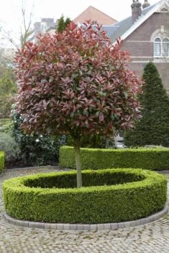 Glansmispel Als Boom (Photinia Fraseri 'Red Robin') 14 Glansmispel Als Boom (Photinia Fraseri 'Red Robin') -Klim Rose Winkel photinia fraseri red robin02