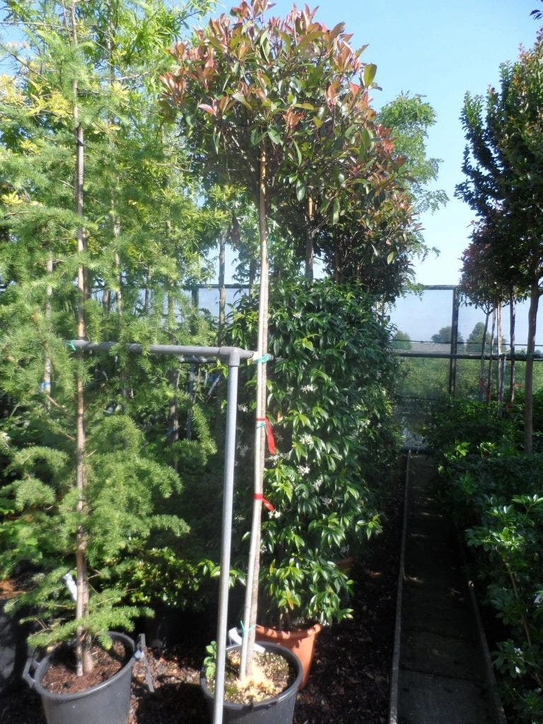 Glansmispel Als Boom (Photinia Fraseri 'Red Robin') 5 Glansmispel Als Boom (Photinia Fraseri 'Red Robin') - Afbeelding 3
