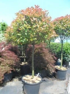 Glansmispel Op Stam (Photinia Fraseri 'Red Robin') 25 Glansmispel Op Stam (Photinia Fraseri 'Red Robin') -Klim Rose Winkel photinia fraseri red robin 100 120stam c110 extra