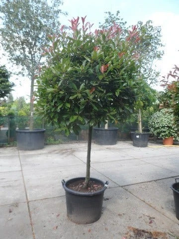 Glansmispel Op Stam (Photinia Fraseri 'Red Robin') 8 Glansmispel Op Stam (Photinia Fraseri 'Red Robin') - Afbeelding 6