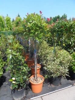 Glansmispel Op Stam (Photinia Fraseri 'Red Robin') 26 Glansmispel Op Stam (Photinia Fraseri 'Red Robin') -Klim Rose Winkel photinia fraseri red robin 100stam c20