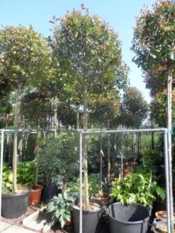 Glansmispel Als Boom (Photinia Fraseri 'Red Robin') 15 Glansmispel Als Boom (Photinia Fraseri 'Red Robin') -Klim Rose Winkel photinia fraseri red robin 12 14 16ho cont