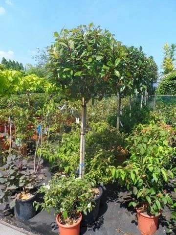 Glansmispel Op Stam (Photinia Fraseri 'Red Robin') 9 Glansmispel Op Stam (Photinia Fraseri 'Red Robin') - Afbeelding 7