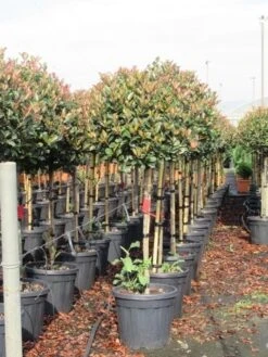 Glansmispel Op Stam (Photinia Fraseri 'Red Robin') 39 Glansmispel Op Stam (Photinia Fraseri 'Red Robin') -Klim Rose Winkel photinia fraseri red robin halfstam 6