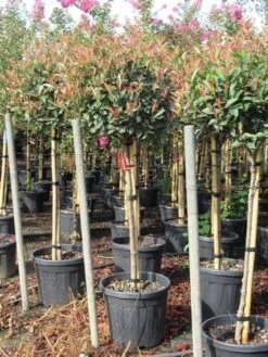 Glansmispel Op Stam (Photinia Fraseri 'Red Robin') 40 Glansmispel Op Stam (Photinia Fraseri 'Red Robin') -Klim Rose Winkel photinia fraseri red robin halfstam 7