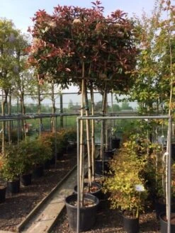 Glansmispel Als Leiboom (Photinia Fraseri 'Red Robin') -Klim Rose Winkel photinia lei 10 12cm
