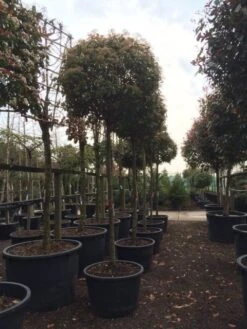 Glansmispel Als Boom (Photinia Fraseri 'Red Robin') 19 Glansmispel Als Boom (Photinia Fraseri 'Red Robin') -Klim Rose Winkel photinia red robin 2025