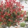 Glansmispel Op Stam (Photinia Fraseri 'Little Red Robin') -Klim Rose Winkel photinia x fraseri little red robin01 2