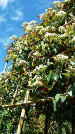 Glansmispel Als Leiboom (Photinia Fraseri 'Red Robin') -Klim Rose Winkel photinialeiboom01