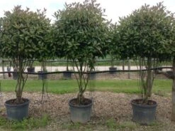 Meerstammige Glansmispel (Photinia Fraseri 'Red Robin') -Klim Rose Winkel photiniaredrobinmeerstammig01