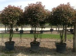 Meerstammige Glansmispel (Photinia Fraseri 'Red Robin') -Klim Rose Winkel photiniaredrobinmeerstammig02