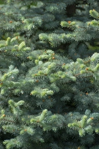 Blauwspar (Picea Pungens 'Blue Diamond') 3 Blauwspar (Picea Pungens 'Blue Diamond')