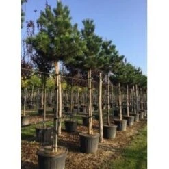 Oostenrijkse Den Als Boom (Pinus Nigra Nigra) 33 Oostenrijkse Den Als Boom (Pinus Nigra Nigra) -Klim Rose Winkel pinus nigra nigra 18 20