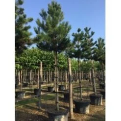 Oostenrijkse Den Als Boom (Pinus Nigra Nigra) 37 Oostenrijkse Den Als Boom (Pinus Nigra Nigra) -Klim Rose Winkel pinus nigra nigra 20 25