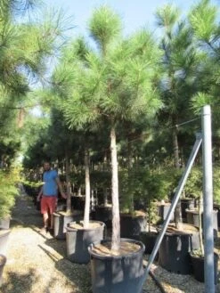 Oostenrijkse Den Als Boom (Pinus Nigra Nigra) 34 Oostenrijkse Den Als Boom (Pinus Nigra Nigra) -Klim Rose Winkel pinus nigra nigra 20 25 2