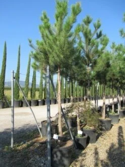 Oostenrijkse Den Als Boom (Pinus Nigra Nigra) 35 Oostenrijkse Den Als Boom (Pinus Nigra Nigra) -Klim Rose Winkel pinus nigra nigra 20 25 3