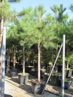 Oostenrijkse Den Als Boom (Pinus Nigra Nigra) 36 Oostenrijkse Den Als Boom (Pinus Nigra Nigra) -Klim Rose Winkel pinus nigra nigra 20 25 4