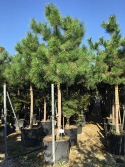 Oostenrijkse Den Als Boom (Pinus Nigra Nigra) 26 Oostenrijkse Den Als Boom (Pinus Nigra Nigra) -Klim Rose Winkel pinus nigra nigra 2025
