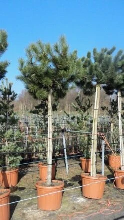 Oostenrijkse Den Als Boom (Pinus Nigra Nigra) 27 Oostenrijkse Den Als Boom (Pinus Nigra Nigra) -Klim Rose Winkel pinus nigra nigra stamboom 250 300