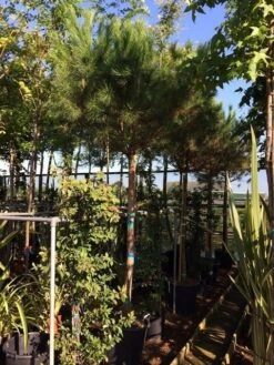 Parasolden Op Stam (Pinus Pinea) -Klim Rose Winkel pinus pinea 2025cm stam 200cm