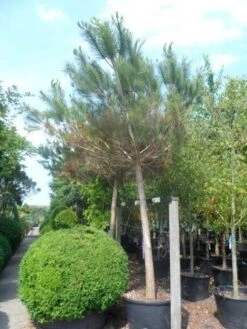 Parasolden Op Stam (Pinus Pinea) -Klim Rose Winkel pinus pinea 30 40ho c350