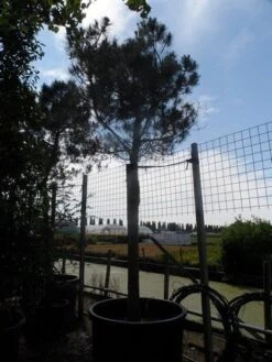 Parasolden Op Stam (Pinus Pinea) -Klim Rose Winkel pinus pinea 35 40 ho c750