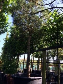 Parasolden Op Stam (Pinus Pinea) -Klim Rose Winkel pinus pinea 3540cm c750 250cm stam