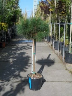 Parasolden Op Stam (Pinus Pinea) -Klim Rose Winkel pinus pinea halfstam c30