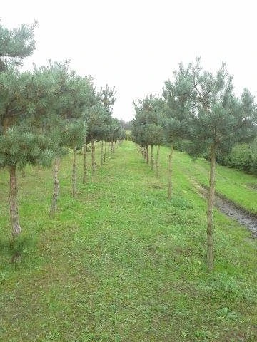 Grove Den (Pinus Sylvestris) 4 Grove Den (Pinus Sylvestris) - Afbeelding 2
