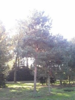 Grove Den (Pinus Sylvestris) 11 Grove Den (Pinus Sylvestris) -Klim Rose Winkel pinus sylvestris 60 70 1