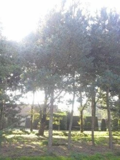 Grove Den (Pinus Sylvestris) 10 Grove Den (Pinus Sylvestris) -Klim Rose Winkel pinus sylvestris 60 70 2