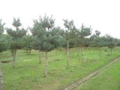 Grove Den (Pinus Sylvestris) 12 Grove Den (Pinus Sylvestris) -Klim Rose Winkel pinus sylvestris opstam