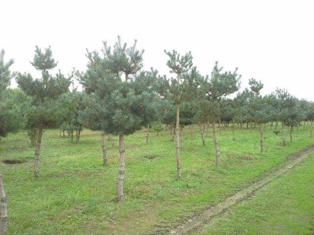 Grove Den (Pinus Sylvestris) 7 Grove Den (Pinus Sylvestris) - Afbeelding 5