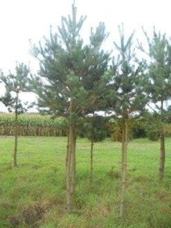 Grove Den (Pinus Sylvestris) 13 Grove Den (Pinus Sylvestris) -Klim Rose Winkel pinus sylvestris opstam 20 25 1