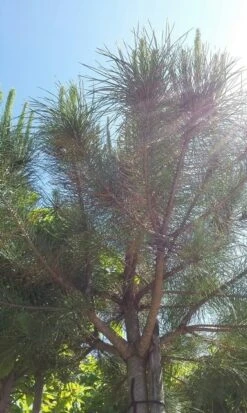 Parasolden (Pinus Pinea) 12 Parasolden (Pinus Pinea) -Klim Rose Winkel pinuspinea01