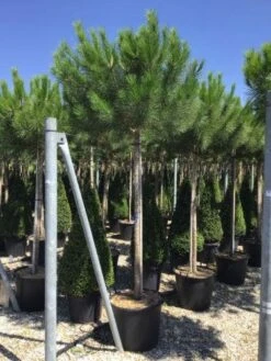 Parasolden (Pinus Pinea) 9 Parasolden (Pinus Pinea) -Klim Rose Winkel pinuspinea18 20cm01