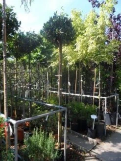 Laurierkers Op Stam (Prunus Laurocerasus 'Otto Luyken') -Klim Rose Winkel prunus laurocerasus otto luyken 8 10 12ho cont