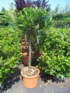 Laurierkers Op Stam (Prunus Laurocerasus 'Otto Luyken') -Klim Rose Winkel prunus laurocerasus otto luyken 80stam c25