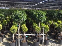 Portugese Laurier Op Stam (Prunus Lusitanica 'Angustifolia') -Klim Rose Winkel prunus lusitanica 80cm stam