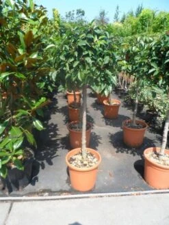 Portugese Laurier Als Boom (Prunus Lusitanica) -Klim Rose Winkel prunus lusitanica 80stam c25