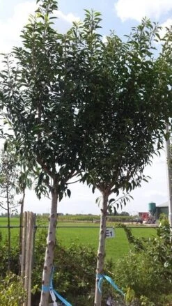 Portugese Laurier Als Boom (Prunus Lusitanica 'Angustifolia') -Klim Rose Winkel prunus lusitanica als boom01