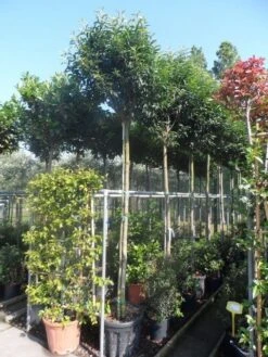 Portugese Laurier Als Boom (Prunus Lusitanica 'Angustifolia') -Klim Rose Winkel prunus lusitanica angustifolia